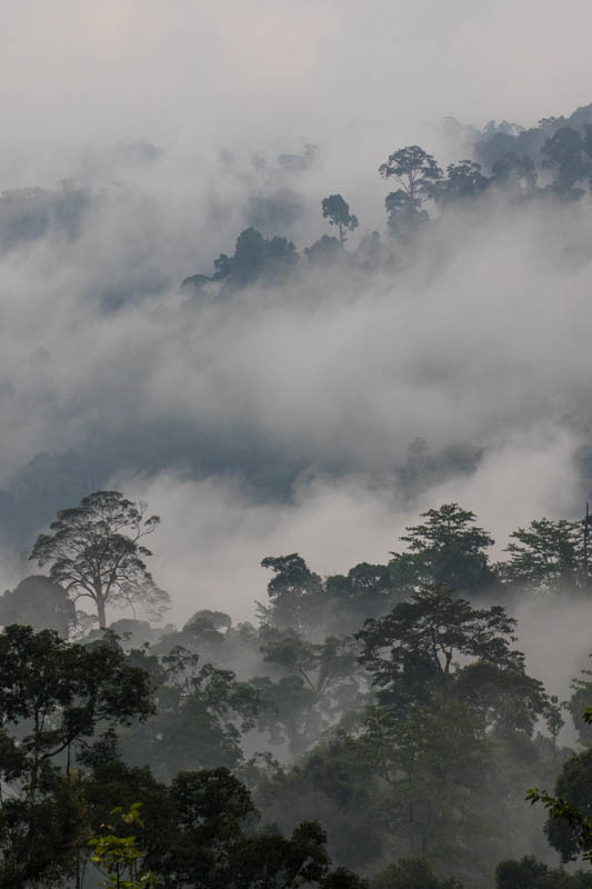 Rainforest In Mist