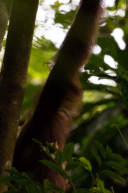 Bornean Orangutan Arm Detail