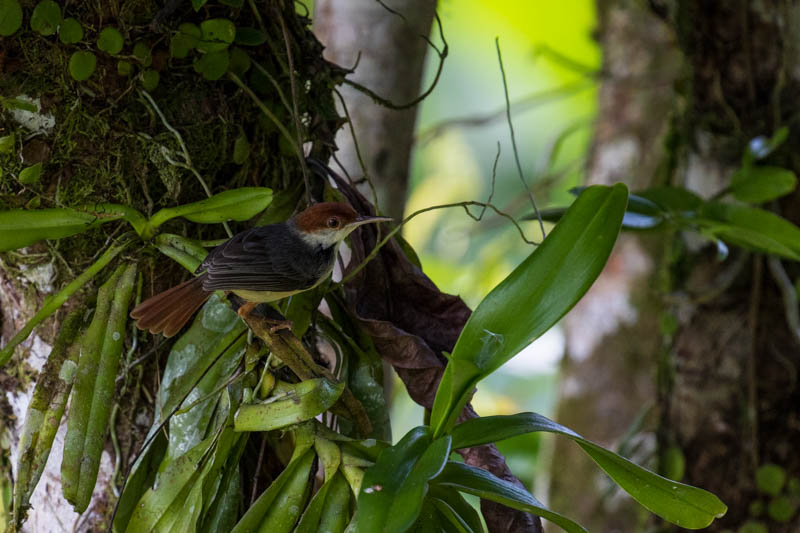 Rufous-Tailed Taliorbird