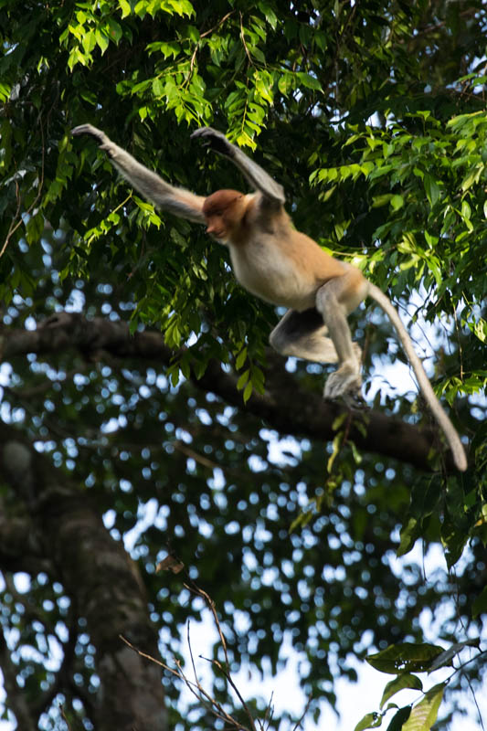 Proboscis Monkey Jumping
