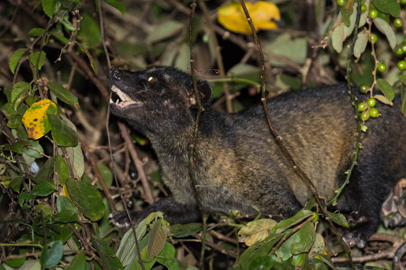 Small-Toothed Palm Civet