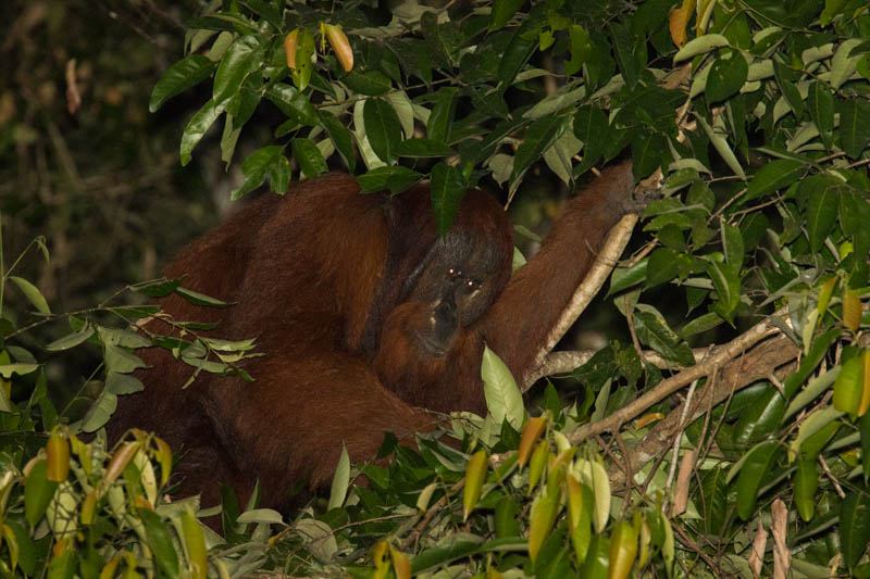 Bornean Orangutan Making Nest In Tree