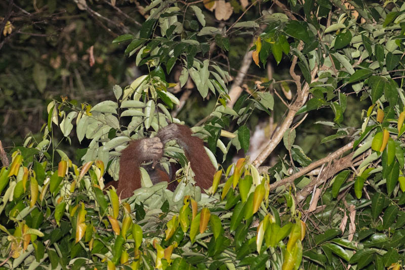 Bornean Orangutan Making Nest In Tree