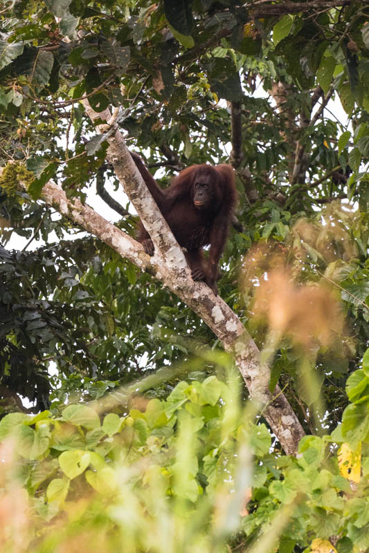 Bornean Orangutan In Tree