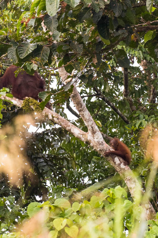 Junvenile Bornean Orangutan And Mother