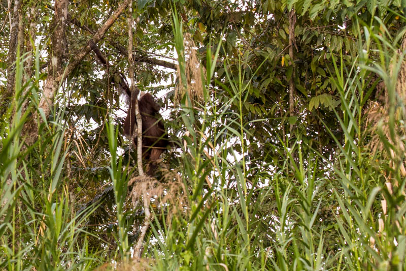 Bornean Orangutan And Juvenile