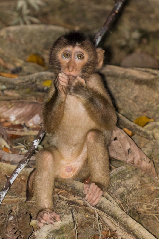 Juvenile Sunda Pig-Tailed Macaques