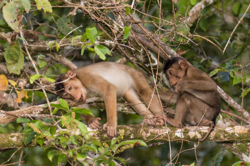 Sunda Pig-Tailed Macaques
