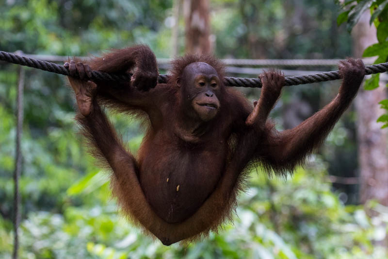 Bornean Orangutan (Captive)