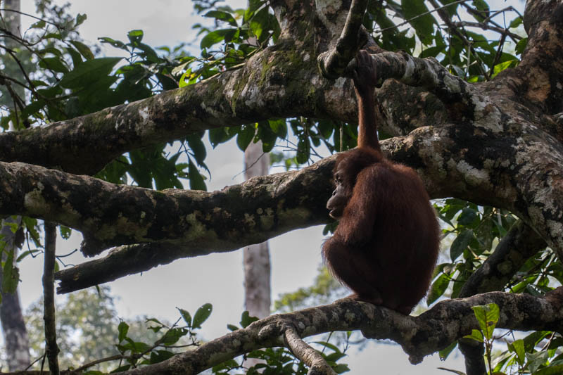 Bornean Orangutan (Captive)
