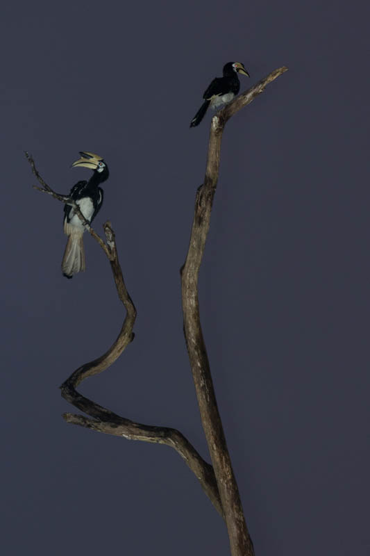 Oriental Pied Hornbills