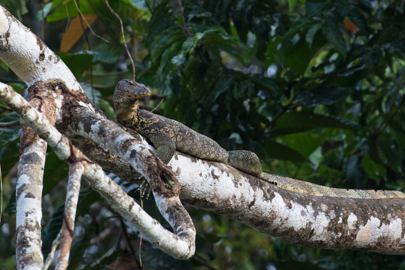 Malayan Monitor Lizard